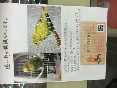保護鳥の写真