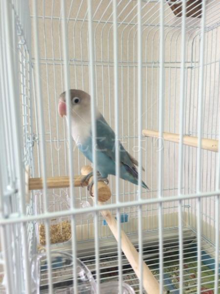保護鳥の写真