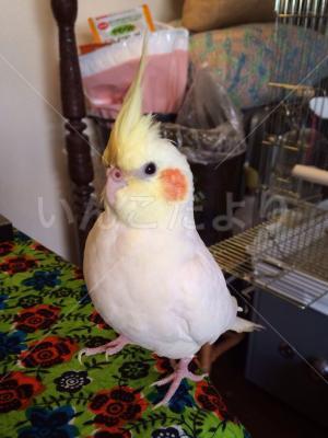 迷い鳥の写真