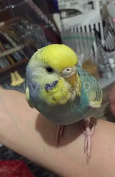 保護鳥の写真