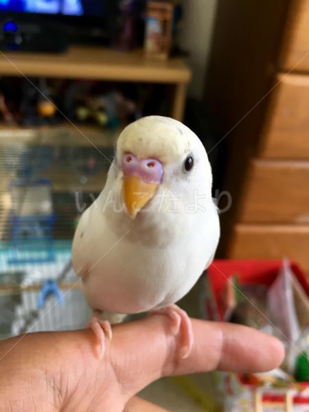 迷い鳥の写真