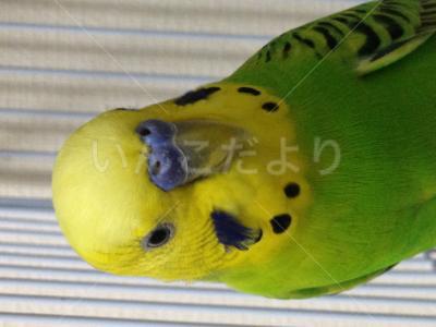 迷い鳥の写真