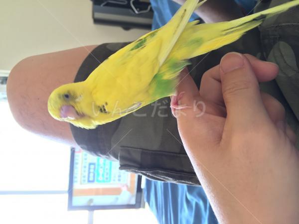 迷い鳥の写真