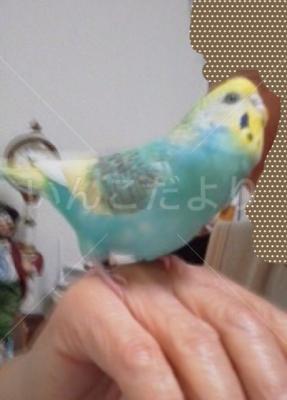 迷い鳥の写真