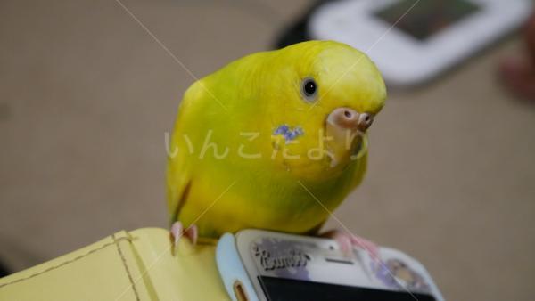 迷い鳥の写真