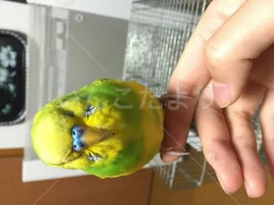 保護鳥の写真