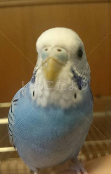 保護鳥の写真