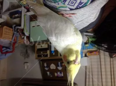 保護鳥の写真