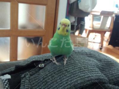 迷い鳥の写真