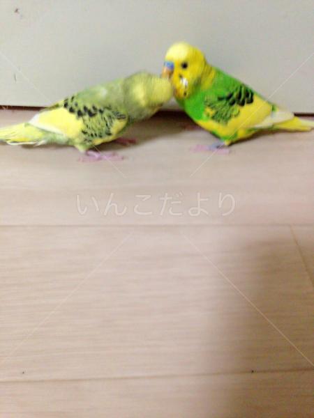 迷い鳥の写真