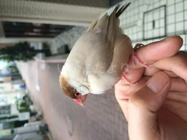 保護鳥の写真