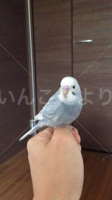 迷い鳥の写真