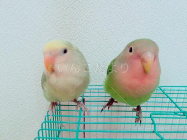 迷い鳥の写真