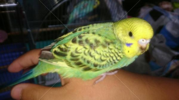 保護鳥の写真