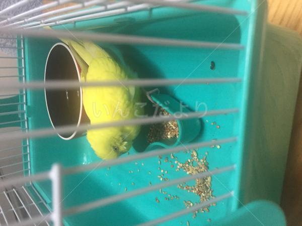 保護鳥の写真