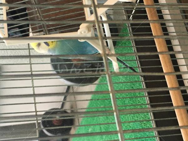 迷い鳥の写真