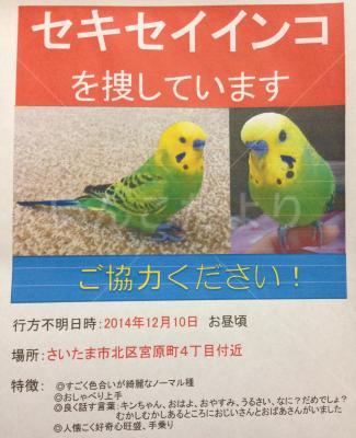 迷い鳥の写真