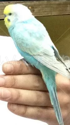 保護鳥の写真