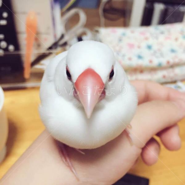 迷い鳥の写真