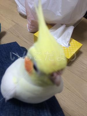 迷い鳥の写真