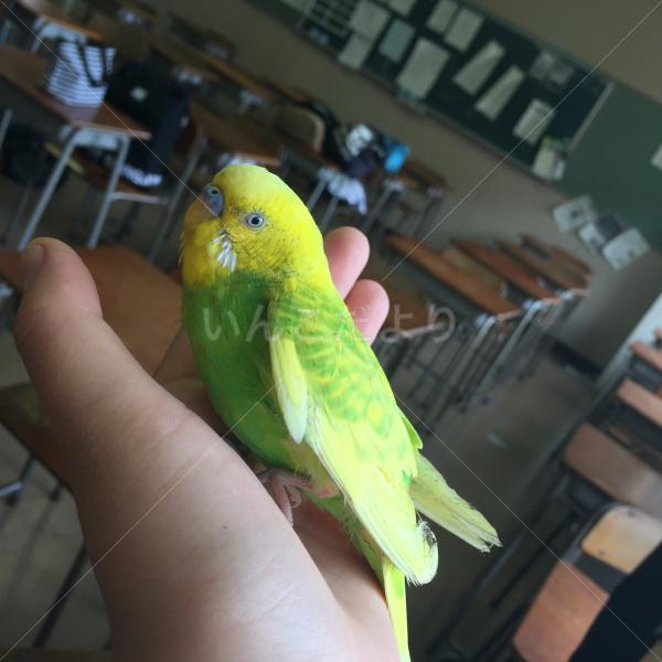 保護鳥の写真