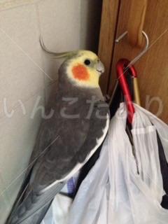 迷い鳥の写真