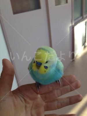 保護鳥の写真