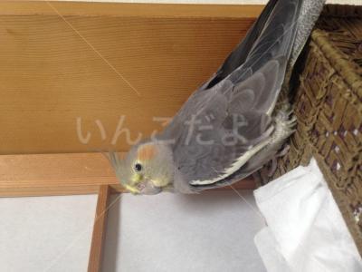 迷い鳥の写真