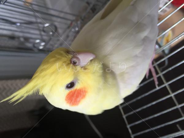 迷い鳥の写真