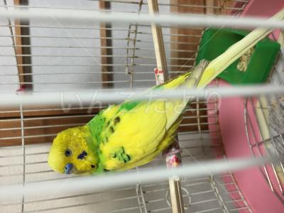保護鳥の写真