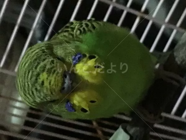 保護鳥の写真