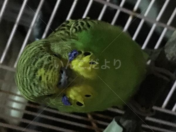 保護鳥の写真