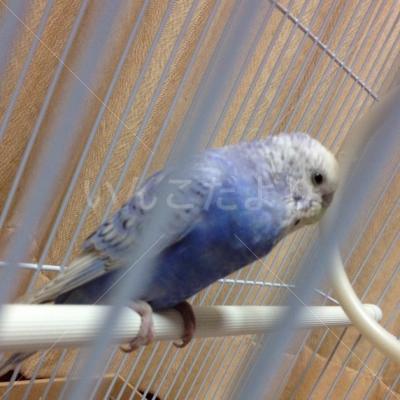 保護鳥の写真