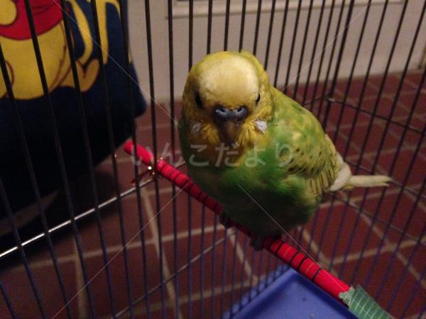 保護鳥の写真