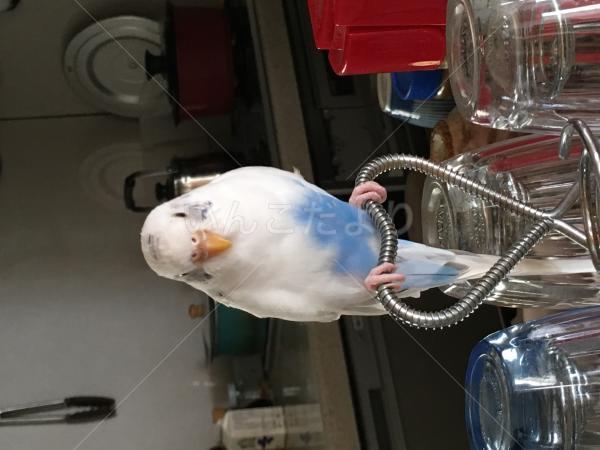 迷い鳥の写真