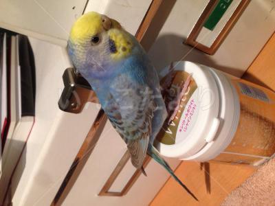 保護鳥の写真