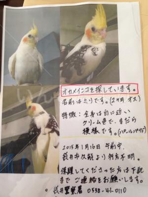 迷い鳥の写真