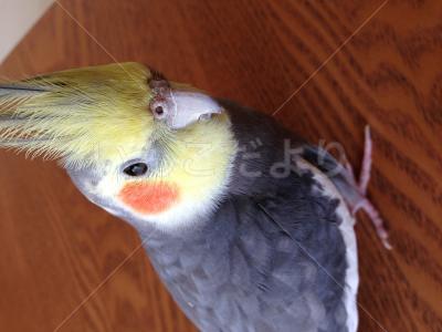迷い鳥の写真