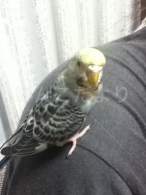 保護鳥の写真