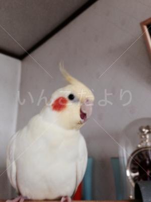 迷い鳥の写真