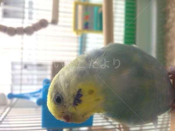 迷い鳥の写真