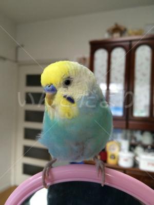 迷い鳥の写真