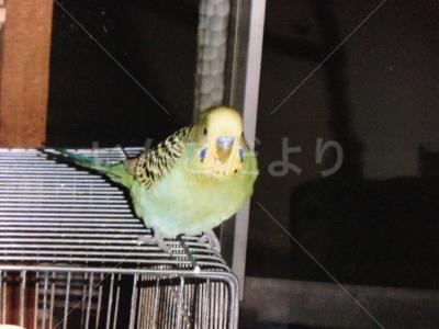 迷い鳥の写真
