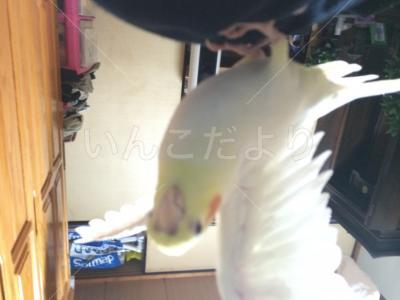 迷い鳥の写真