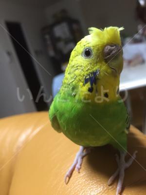 迷い鳥の写真