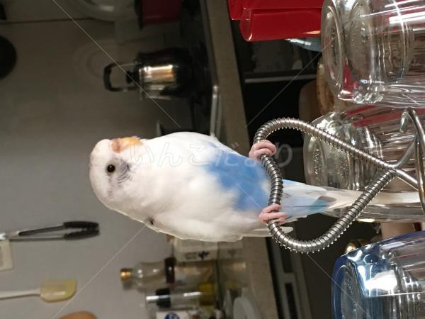 迷い鳥の写真