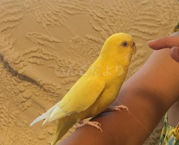 迷い鳥の写真