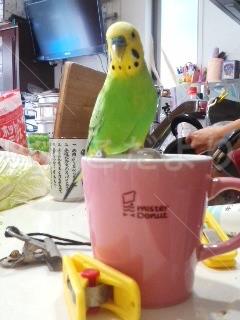 迷い鳥の写真