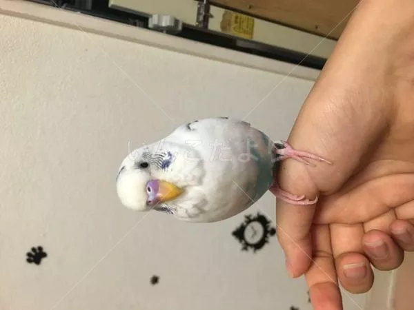 保護鳥の写真