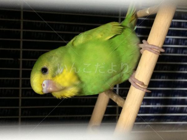 迷い鳥の写真